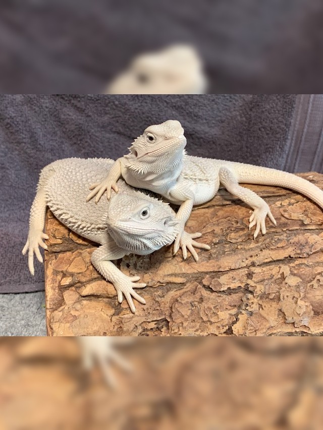 Two White Dragons