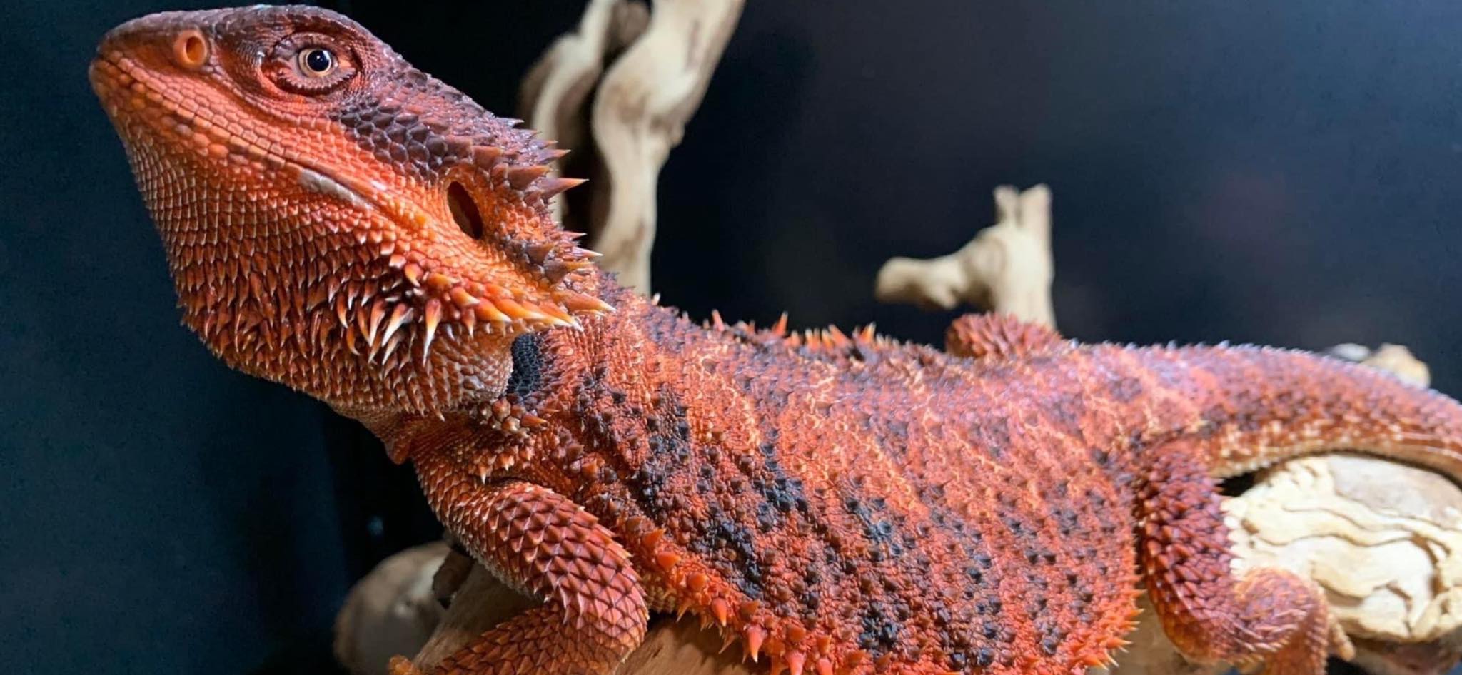 Bearded Dragon